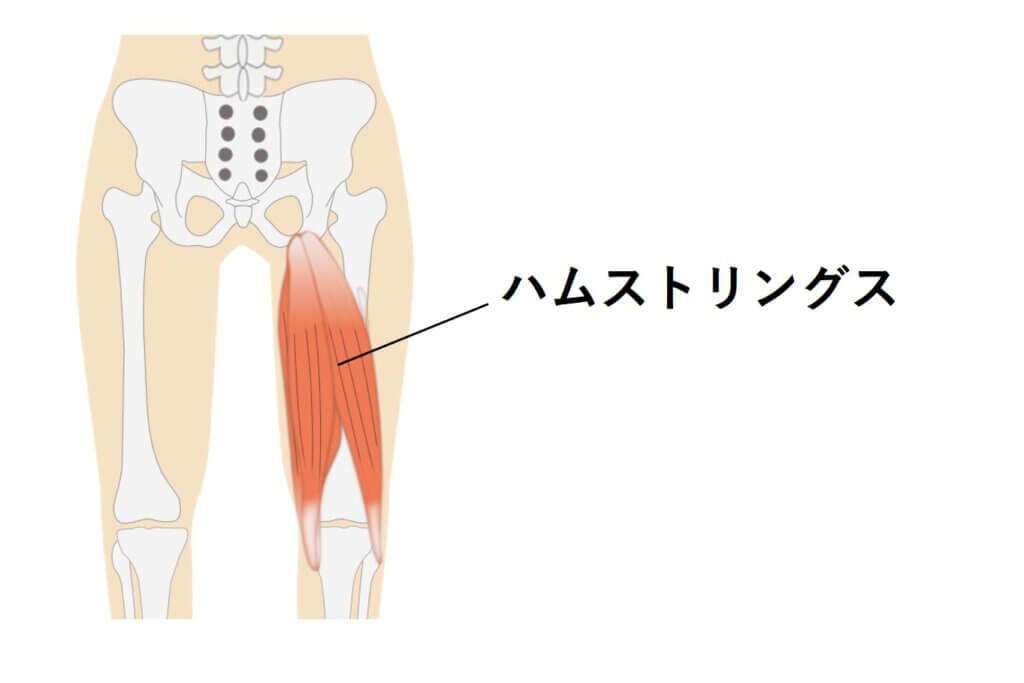 ハムストリングス（太もものウラの筋肉）