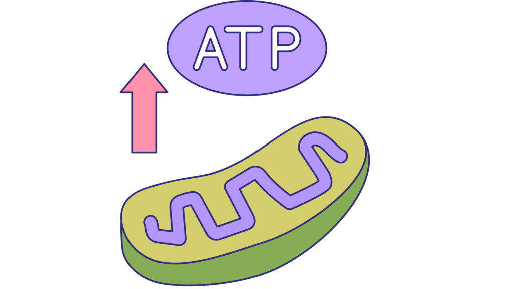 ATPはミトコンドリアから作られます。
人間はATPを作る→そのエネルギーを細胞の増殖に使う→治る
という流れのイラスト